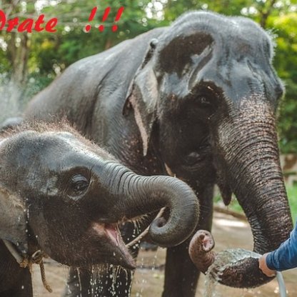 Pickleball Fix Birthdays for Countries